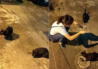 Unik! Kucing yang Hilang Ini Ditemukan Berkat Bantuan Kucing Liar