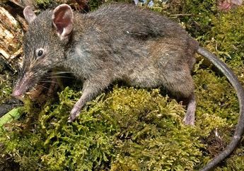 Baru Ditemukan 3 Ekor di Dunia, Ini Dia Tikus Ompong Asal Sulawesi