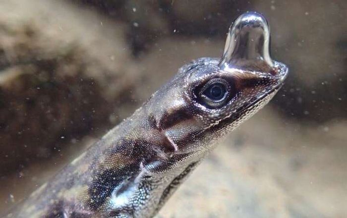 Kadal Ini Punya Gelembung Unik Yang Membantunya Bernapas Dalam Air Lo Semua Halaman Bobo