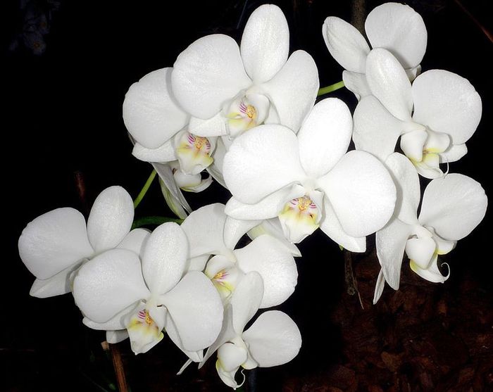 Bunga anggrek bulan disebut juga sebagai Puspa Pesona