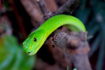 Mungkinkah Ular Berbisa Mati Akibat Tergigit Dirinya Sendiri Akubacaakutahu Semua Halaman Bobo