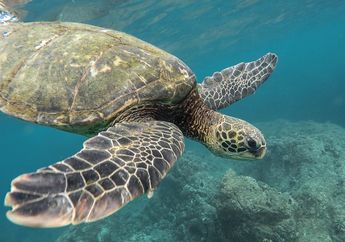 Wah, 6 dari 7 Spesies Penyu Langka Hidup di Indonesia! Pernah Lihat?