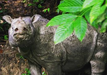 Sedih, Badak Sumatra Jantan Terakhir di Malaysia Meninggal Dunia