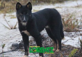 Viral di Internet, Ini Kisah Dingo, Anjing yang Tidak Menggonggong dan Dianggap Suci di Cerita Rakyat Suku Moni Papua