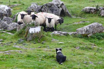 Sejak Kapan Anjing Gembala Membantu Pekerjaan Manusia Ayo Cari