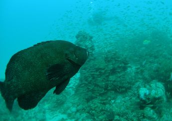 Benarkah Ikan itu Makanan Bergizi? Ini Dia 4 Jenis Ikan Kaya Gizi