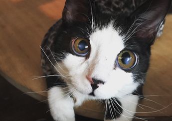 Seperti Porg di Film Star Wars, Kucing Ini Punya Mata yang Besar!