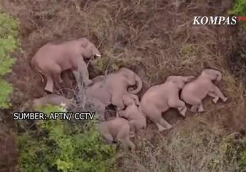 Momen Langka Sekaligus Menggemaskan, Ini Potret Sekawanan Gajah yang Tidur di Tengah Hutan
