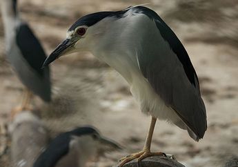 Rahasia di Balik Kebiasaan Burung yang Suka Mengangkat Satu Kakinya, Pernah Tahu?
