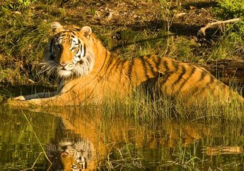 Harimau Adalah Spesies Terbesar di Keluarga Kucing, lo! Cari Tahu Fakta Harimau, yuk!