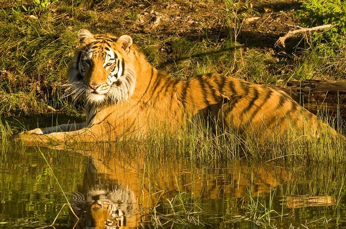 Download 9100 Koleksi Gambar Harimau Lagi Sedih  HD