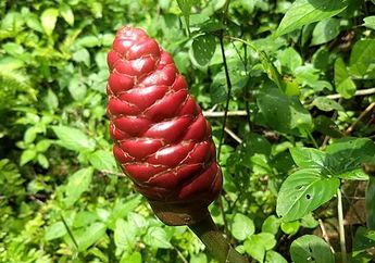 Lempuyang, Rempah Cantik yang Kaya Manfaat, Pernah Melihatnya?