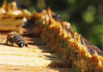 Bukan Hanya Madu, Lebah Juga Membuat Propolis, Apa Itu Propolis?