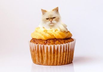 Unik, Kucing dan Makanan Digabungkan Menjadi Satu Gambar, Seperti Apa Jadinya?
