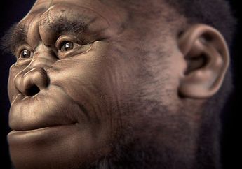 Ilmuwan Mengungkap Hobbit dari Indonesia Berevolusi Sangat Cepat