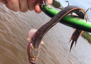 Seekor Hewan Unik Tanpa Mata Ditemukan di Australia, Hewan Apa, ya?