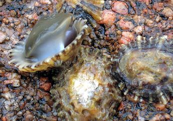Keren! Gigi Siput Laut Ini Dapat Menahan Beban Seberat 1.500 Kilogram