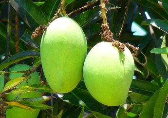 Salah Satunya Baik untuk Pasien Diabetes, Ini Manfaat Kandungan Air Rebusan Daun Mangga