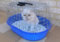 Apa Jadinya Jika Terus-menerus Mengurung Kucing di Dalam Kandang?