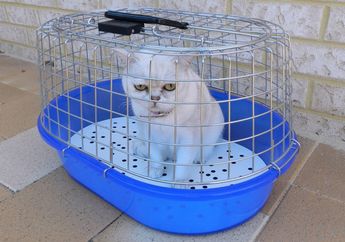 Hati-Hati, 6 Masalah Kesehatan Ini Sering Dialami Kucing Peliharaan