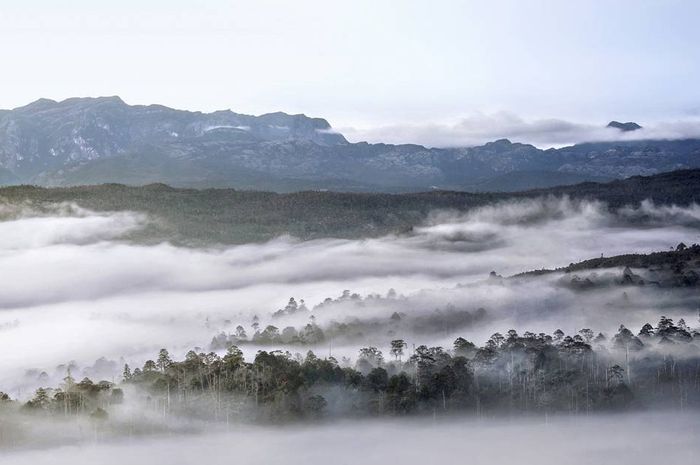 Wah Ternyata Indonesia Punya Taman Nasional Terluas Di Asia