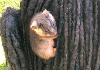 Gemas, 2 Bayi Possum Ditemukan Bergelantungan di Tubuh Seekor Anjing