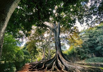 Kosakata dalam Bahasa Inggris Bagian-Bagian Pohon (Parts of Tree)