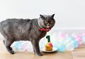 Keju Terbuat dari Susu, Bolehkah Kucing Makan Keju? #AkuBacaAkuTahu