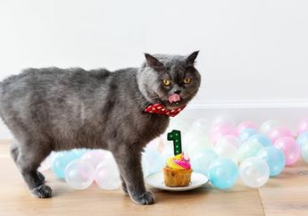 Keju Terbuat dari Susu, Bolehkah Kucing Makan Keju? #AkuBacaAkuTahu