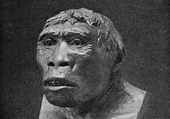 Mengenal Homo Erectus, Manusia Purba yang Pintar