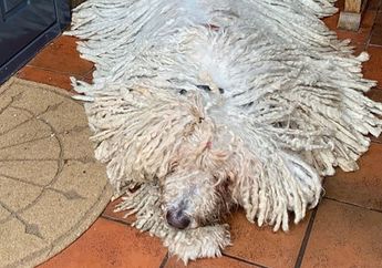 Lucunya Video Hanga si Anjing Komondor Saat Berenang, Bulunya Seperti Kain Pel