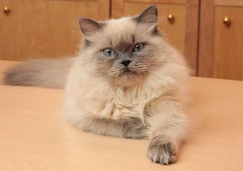 Memelihara Kucing Bermanfaat Mengurangi Risiko Penyakit Jantung, lo