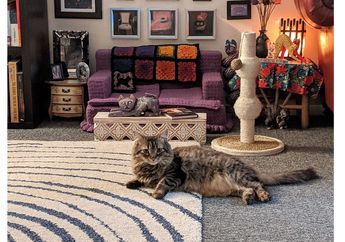 Pemilik Kucing Ini Membuatkan Miniatur Sofa untuk Ruang Bersantai 2 Kucingnya, Kreatif dan Menggemaskan!