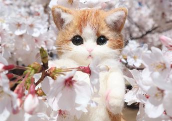 Gemas! Kucing yang Ada di Foto Ini Bukan Asli, tapi Hanya Boneka Wol
