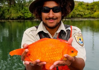 Ikan Mas Hias yang Dilepaskan di Alam Liar Bisa Tumbuh Sangat Besar dan Jadi Bahaya, lo