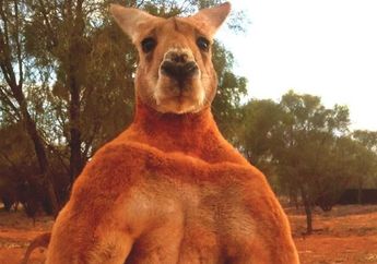 Mengenang Roger, Kanguru Alfa Berotot yang Terkenal dari Australia