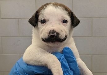 Yuk, Lihat Salvador Dolly, Anak Anjing dengan 'Kumis' Panjang yang Lucu!
