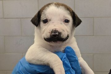 Yuk Lihat Salvador Dolly Anak Anjing Dengan Kumis Panjang Yang Lucu Semua Halaman Bobo