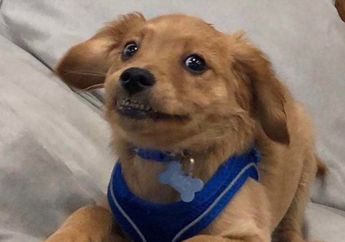 Banyak yang Takut Kalau Anjing Sudah Kasih Lihat Giginya, Tapi Kalau Ini Bukannya Menakutkan Malah Gemas!