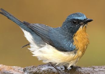 Bercorak Seperti Langit Senja, Ini Fakta Menarik Burung Sikatan Bakau