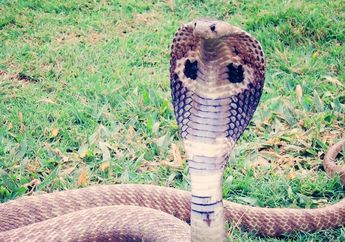 King Cobra Rupanya Bukan Jenis Ular Kobra, Cari Tahu Faktanya, yuk!