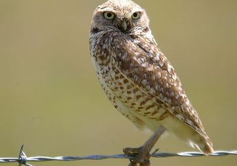 Wah, Burung Hantu Liar Ini Mengalami Obesitas Hingga Tidak Bisa Terbang