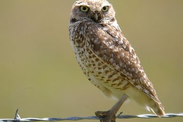 Wah Burung Hantu Liar Ini Mengalami Obesitas Hingga Tidak Bisa Terbang Semua Halaman Bobo