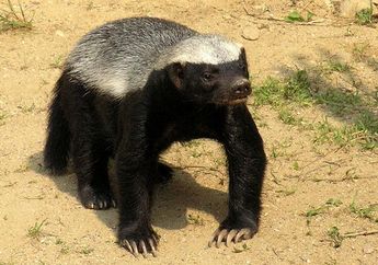 Suka Memangsa Ular, Benarkah Musang Madu Kebal terhadap Bisa Ular?