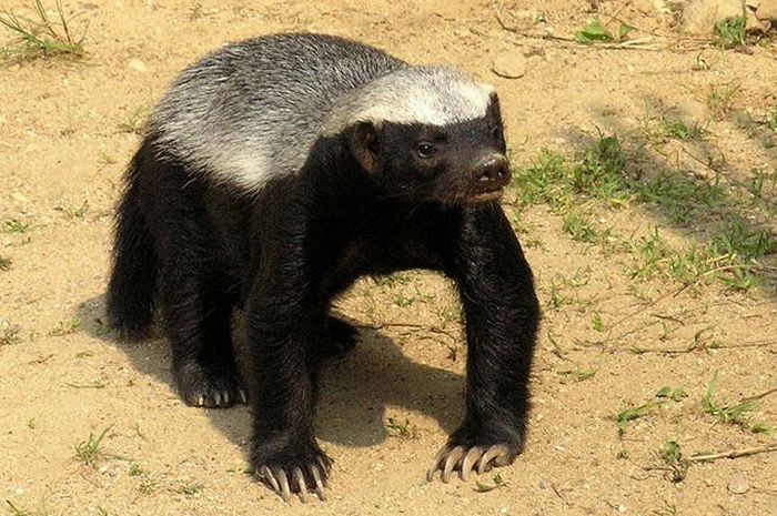 Suka Memangsa Ular Benarkah Musang Madu Kebal Terhadap Bisa Ular