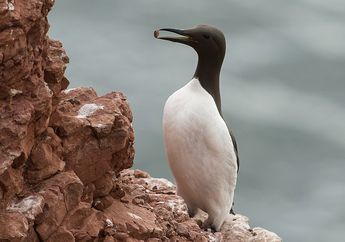 Ilmuwan Mengungkap Sebab Jutaan Burung Mati di Tepi Samudra Pasifik, Ada Apa?