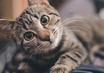 Kucing Suka Mengendus-endus Wajah atau Hidungmu? Ternyata Ini yang Sedang Dilakukannya