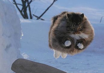 Lucunya Kucing Berbulu Tebal Bermain di Salju di Finlandia, Lihat, yuk!