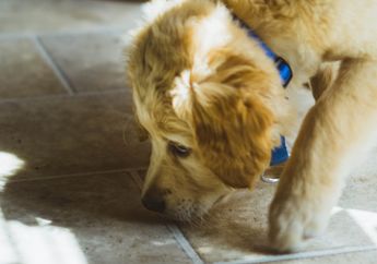 Punya Penciuman yang Tajam Hingga Bisa Deteksi Virus Corona, Ketahui Berbagai Hal yang Bisa Dideteksi Penciuman Anjing