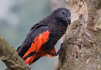Tidak Berwarna Cerah, Burung Nuri dari Papua Ini Justru Warnanya Hitam dan Disebut Drakula